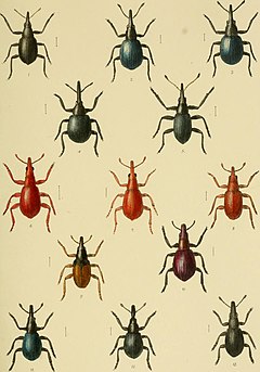 Description de l'image The Coleoptera of the British islands. A descriptive account of the families, genera, and species indigenous to Great Britain and Ireland, with notes as to localities, habitats, etc (1891) (14775888451).jpg.