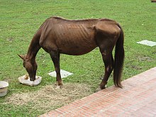 A malnourished horse eating at a veterinary clinic This Horse is in Terrible Shape.jpg