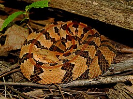 Полосатый гремучник (Crotalus horridus) — типовой вид типового рода трибы Crotalus