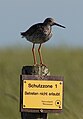 Rotschenkel am Rande der Schutzzone 1 des Nationalparks Wattenmeer