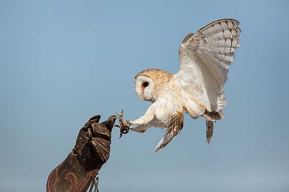 Barn owl landing on a falconer's hand (nominated)