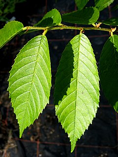 Meksikinė guoba (Ulmus mexicana)