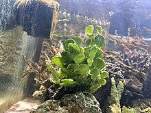 Halimeda discoidea plant in an aquarium