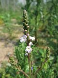 Miniatura para Verbena officinalis