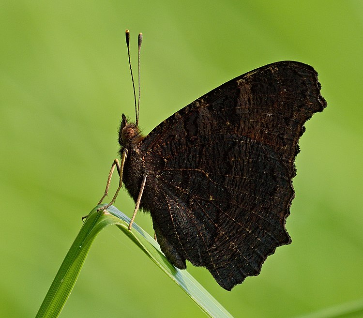 Kukupu Aglais io di Jérman