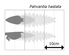 Pahvantia パーヴァンティア