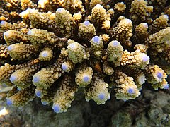 Acropora digitifera