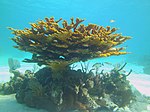 Acropora palmata - коралловый лосось - бухта свиней - Cuba.jpg