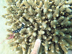 Vista de coralitos de A. samoensis en isla Poruma.
