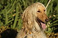 120px-Afghan_Hound_blond_portrait.jpg