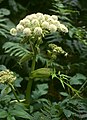 Angelica, containing phytoestrogens