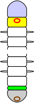 Zjednodušená kresba kroužkovce s vyznačeným prostomiem, peristomiem, pygidiem, ústy a anem