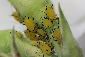 English: Group of Aphids