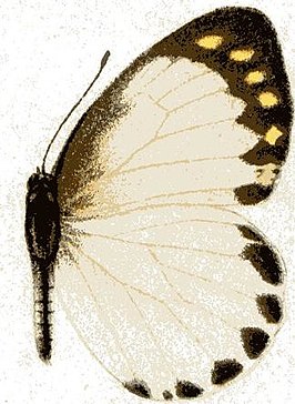 Appias phaola