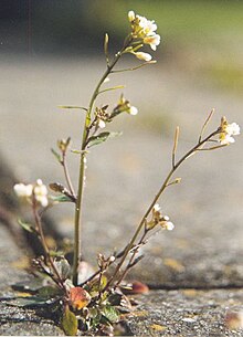 plants phototropism