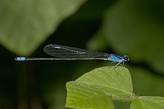 ♂ Archibasis oscillans