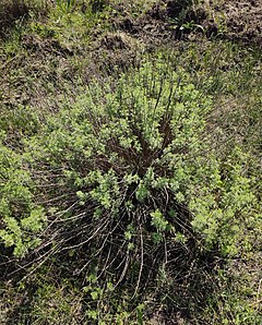 Artemesia molinieri