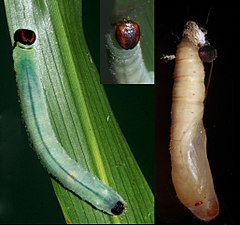 Larva and pupa