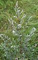 2 / Artemisia vulgaris