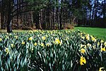 Bernheim Daffodils.jpg