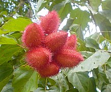 Fruits : capsules épineuses, rouges.