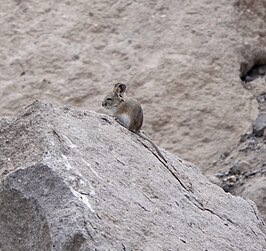 Auliscomys boliviensis