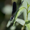 (16) Calopteryx sp., , Riserva Naturale Orientata Fiumefreddo, near Taormina, Siciliy