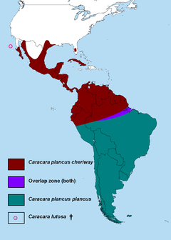 Distribuição das espécies do gênero Caracara