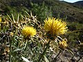 Centaurea saxicola, endemismo puntual de la provincia de Alicante, de la Región de Murcia y Almería en El Portús.