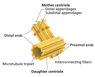 A mother and daughter centriole, attached orthogonally Centriole-en.svg