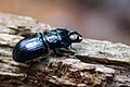 Šiaurinis elniavabalis (Ceruchus chrysomelinus) 3 kategorija; IUCN NT