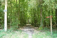 Chêne sessile « Les trois frères », RD 941, forêt de Senonches.
