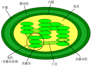 A vectorised version of File:Chloroplast-new.j...