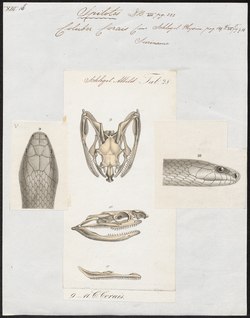 Coluber corais - schedel en kaak - 1700-1880 - Print - Iconographia Zoologica - Special Collections University of Amsterdam - UBA01 IZ12100213.tif