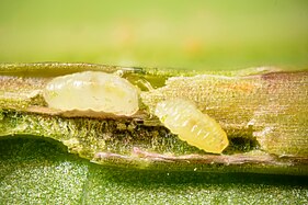 Larves de Contarinia pseudotsugae sensu lato dans une aiguille de douglas