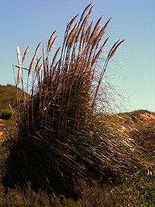 Cortaderia selloana - 2004.jpg