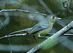 Miniatura para Vireo gundlachii