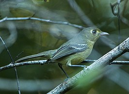 Cubaanse vireo