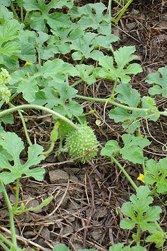 Cucumis anguria