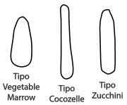 Diferencias relativas entre C. pepo vegetable marrow, cocozelle y zucchini.