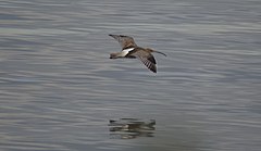 Description de l'image Curlew.jpg.