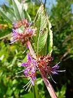 Miniatura para Decodon verticillatus