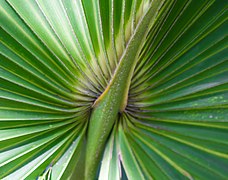 Detail of palm leaf