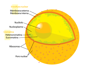 Núcleo celular eucariota. Neste diagrama visualízase a dobre membrana da envoltura nuclear inzada de poros e ribosomas, o ADN (en forma de cromatina), e o nucléolo. Dentro do núcleo celular encóntrase un líquido coñecido como nucleoplasma, similar ao citosol que se encontra fóra do núcleo.