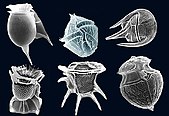 Dinoflagellates.jpg