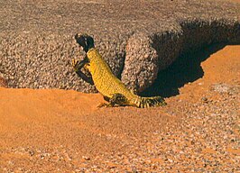 Zuidelijke Sahara-doornstaartagame