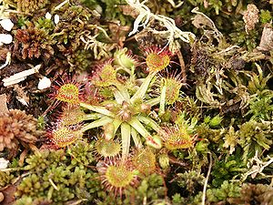 Fleegenfanger (Drosera rotundifolia)