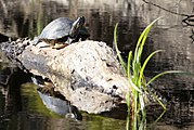 A Florida cooter sunning on top of a log