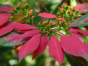 Euphorbia pulcherrima 2 by kadavoor