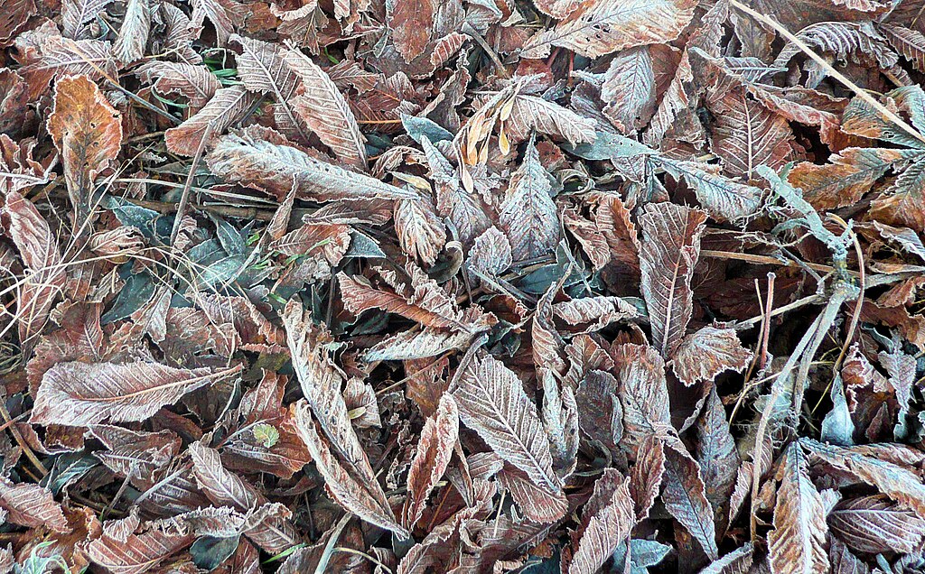 http://upload.wikimedia.org/wikipedia/commons/thumb/6/6f/Frost_on_fallen_leaves.jpg/1024px-Frost_on_fallen_leaves.jpg